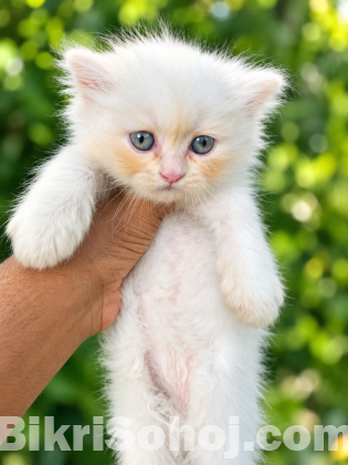 Parsiyan Cat